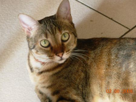 mon chat